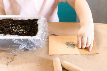 close-up of child hand planting seeds into the pot with soil the new spring season. The concept of home gardening
