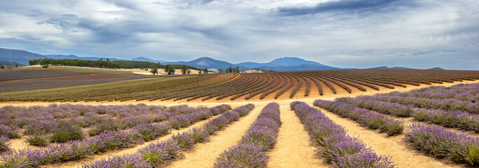 ows of cultivated lavender plants growing in rich soil. Mountain and summer sky background. Tasmania, Australia. - 767005736