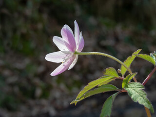 Anemone nemorosa, wood anemone  or windflower flower and leaves
