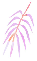 Pink watercolor coconut palm leaf isolated
