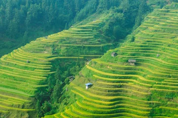 Poster Beautiful terrace rice field with small houses in China © lzf