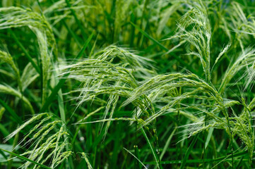 Flowering rice plant growing in the field