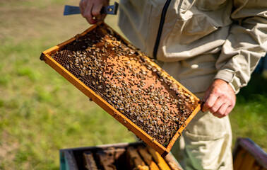 Beekeeper holds honeycomb of beehive in his hands