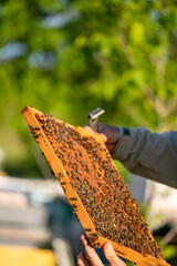 Beekeeper is working with bees and beehives on the apiary.