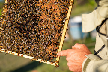 Beekeeper holds honeycomb of beehive in his hands