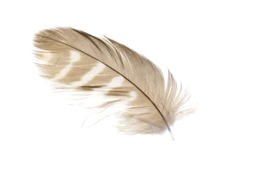 Muurstickers Veren feather isolated on white