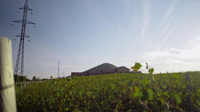 Large modern building with a pitched roof and vinagrass bushes in sunny weather 