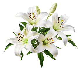 Elegant blooming lilies with buds, cut out - obrazy, fototapety, plakaty