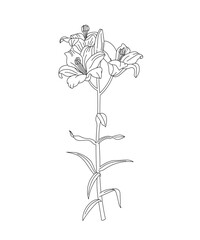 Coloring page for adults. Line art coloring activity. Beautiful hand-drawn flower.  Mindful coloring for stress relief. Vector illustration - 767012762