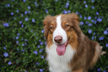 A brown dog is sitting in forest in clearing among spring blue flowers wild periwinkle. Happy Australian Shepherd on walk in park, portrait close-up view from above. Concept of pets in nature.