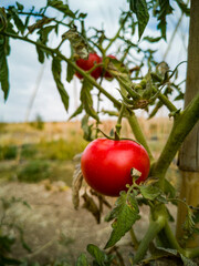 The perfect harmony of the tomato plant with its fruit. There is a tomato on the branch. Tomatoes stand on the plant in cluster form. Grape tomatoes. The background is a tomato field. Konya T&uuml;rkiye. S