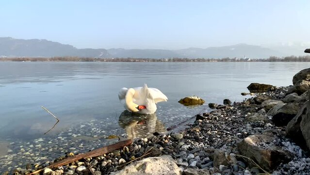 A swan is swimming in a lake near a rocky shore