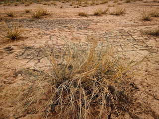 grass in the desert dry soil salt stains