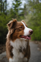 A brown dog walks in a spring forest and poses standing on a path among green trees. Charming Australian Shepherd red tricolor on a walk in the park. The concept of pets in nature. Close up portrait.