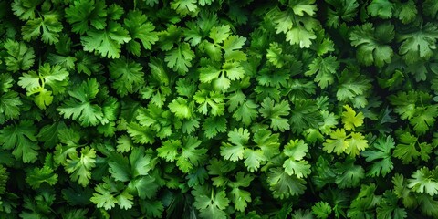 Obraz premium Organic Spices Fresh Coriander Texture