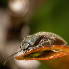 Insekten