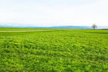 Landscape view of green grass