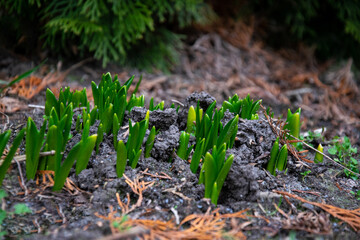 Narcissus, daffodil. Beautiful spring flowers