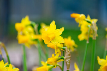 Yellow narcissus, daffodil. Beautiful spring flowers