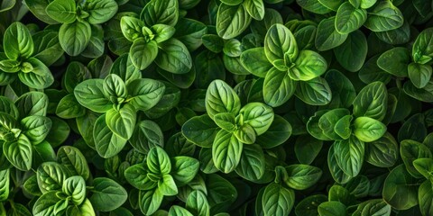 Green Fresh Herbs Close-up View - obrazy, fototapety, plakaty