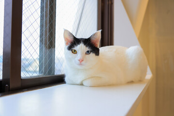 cat on window 
