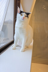 cat on the window