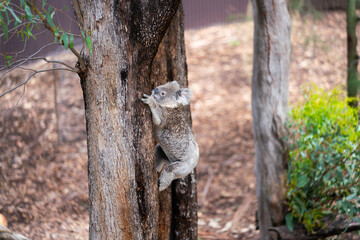 Wildlife in National Park and Zoo in Australia