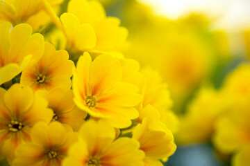 春の花　黄色プリムラ・アラカルト・シュシュ