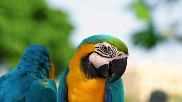 Blue and gold macaw parrot show in the park
