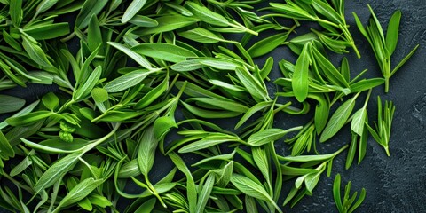 Organic Sage Leaves Texture Close-Up