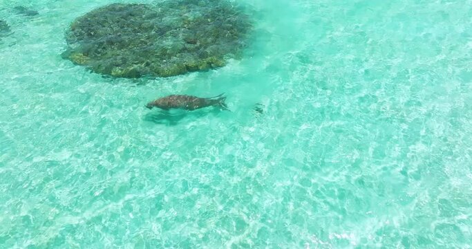Sea Cow Swimming Under Clear Blue Sea With Shallow Waters Near Moso Island In Vanuatu. drone tilt-down shot