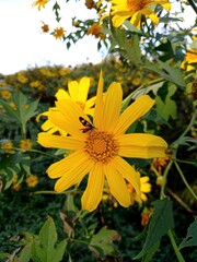 yellow flowers in the garden