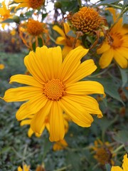 orange flowers in the garden