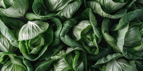 Fresh Green Cabbage Leaves Textured Background