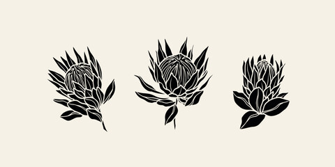 Flat vector protea flowers collection - obrazy, fototapety, plakaty