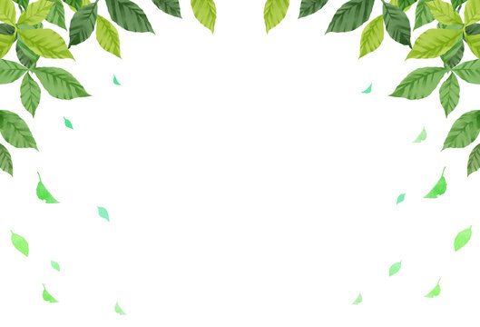 葉っぱのフレーム　水彩画　素材　枠　新緑　落ち葉　飾り枠　シンプル　イメージ　さわやか　白背景　白バック　透過