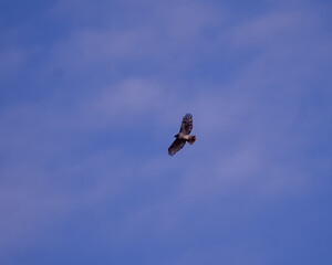 Birds in flight