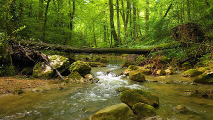 Fototapeta premium Beautiful wood stream with fallen tree.