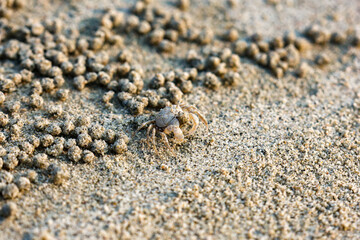 A closeup Ghost crab on the beach is making many balls of sand on the beach. In fact, it was eating the nutrients in the sand by the sea.