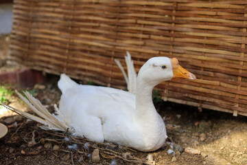 selective focus white goose sitting and incubating eggs in a farm garden A cute goose raised with love has a funny face.