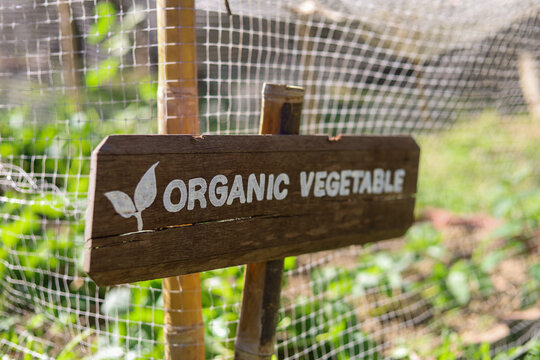selective focus wooden sign in organic vegetable garden In the small garden at home