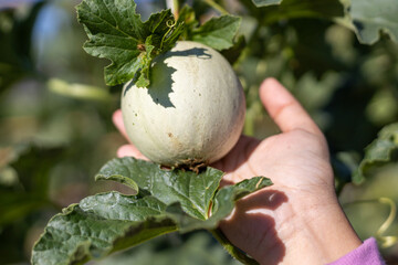 selective focus green melon honeydew in hand growing in the garden