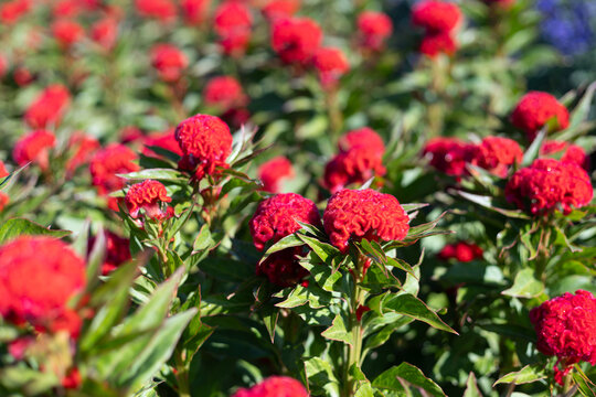 Selective focus Celosia Cristata Chief Fire flowers are bright red. The skin of the cockscomb flowers is soft like velvet. Flowers in the experimental plant plot