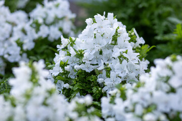White flowers Schizanthus Atlantis are flowers that like lots of sunlight. Beautiful appearance of a bush of white flowers in a flower shop