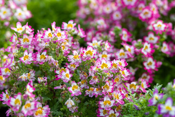 Obraz premium Pink-white flowers Schizanthus Atlantis are flowers that like lots of sunlight. Beautiful appearance and beautiful patterns attract people's eyes.
