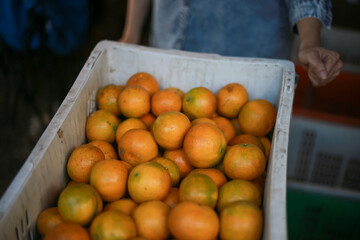 selective focus, tangerine, large, beautiful skin Specially selected oranges in orange baskets Sold at a special price by Thai farmers