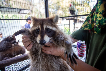 selective focus A sad-eyed raccoon, a small animal A little raccoon held in captivity by a hunter...