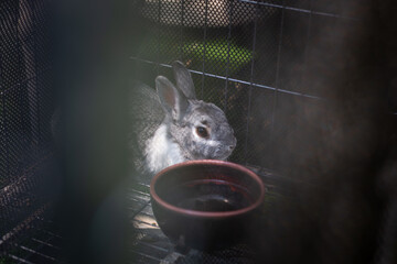 selective focus A cute, adorable, and pitiful rabbit in a cage.