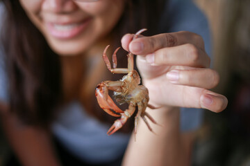 Ricefield crabs in the hands of a young farmer woman in Thailand Simple food in the rice fields...