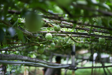 selective focus green passion fruit wrapped on a tree In the green passion fruit garden